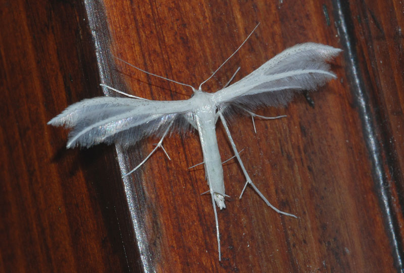 Pterophoridae da conr. 1